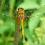 Vážka žlutavá DSCH4193k