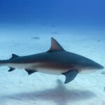 DSnyder_Carcharhinus_leucas_GreatBahamaBank_Bahamas_DBS_4868-003
