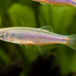 Danio-albolineatus