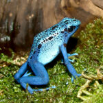Dendrobates-azureus