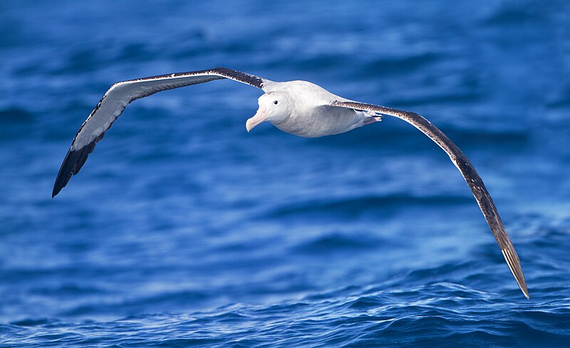 Albatros stěhovavý