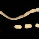 Tasemnice psí D. caninum ex dog.  Given by Peter Schantz