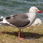 Dolphin_Gull_-_Leucophaeus_scoresbii