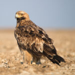 Eastern_Imperial_Eagle_cr