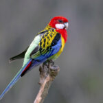 Eastern_Rosella_1000px
