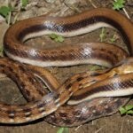 Elaphe-(Coleognathus)-Helena2