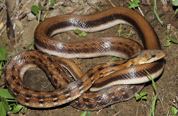 Užovka nádherná