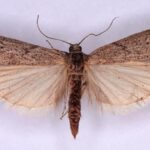 Ephestia_kuehniella_4508