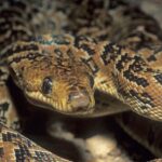 Epicrates-angulifer-2-scaled