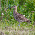 Eurasian_Curlew