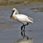 Eurasian_Spoonbill-2