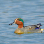 Eurasian_teal_(Anas_crecca)_Photograph_by_Shantanu_Kuveskar