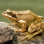 European_Common_Frog_Rana_temporaria_(cropped)