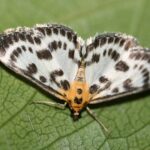 Eurrhypara_hortulata-01_(xndr)