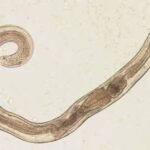 Evermicularis_adult2_Norway