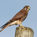 Falco_tinnunculus_Cudyll_Coch_(cropped)