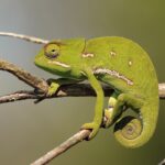 Flap-necked_chameleon_(Chamaeleo_dilepis)_female