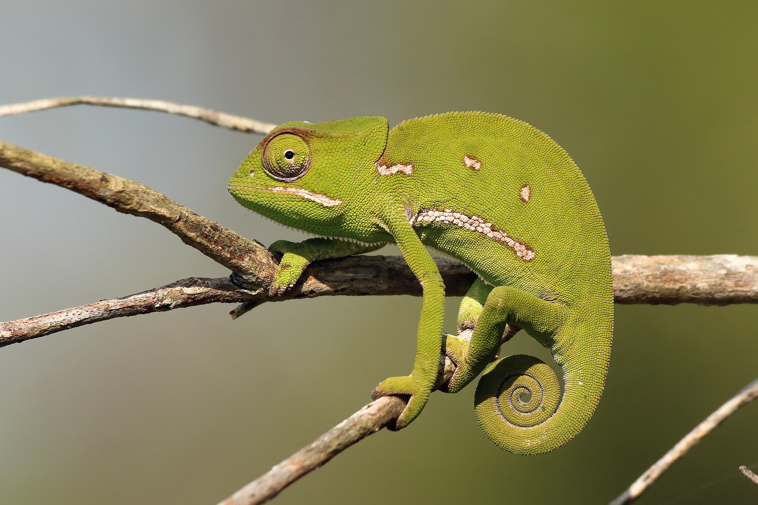 Chameleon límcový