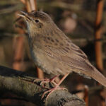 Flickr_-_Rainbirder_-_Grasshopper_Warbler_(Locustella_naevia)_(1)