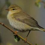 Flickr_-_Rainbirder_-_Willow_Warbler_(Phylloscopus_trochilus)