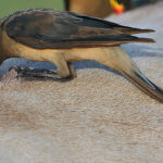 Flickr_-_Rainbirder_-_Yellow-billed_Oxpecker_(Buphagus_africanus)