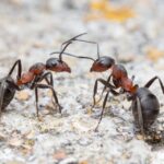 Formica pratensis workers on Guernsey by Andy Marquis