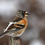Fringilla_montifringilla_-Poland_-male-8