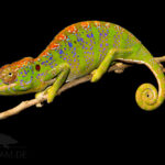 Furcifer-labordi-Weibchen-2