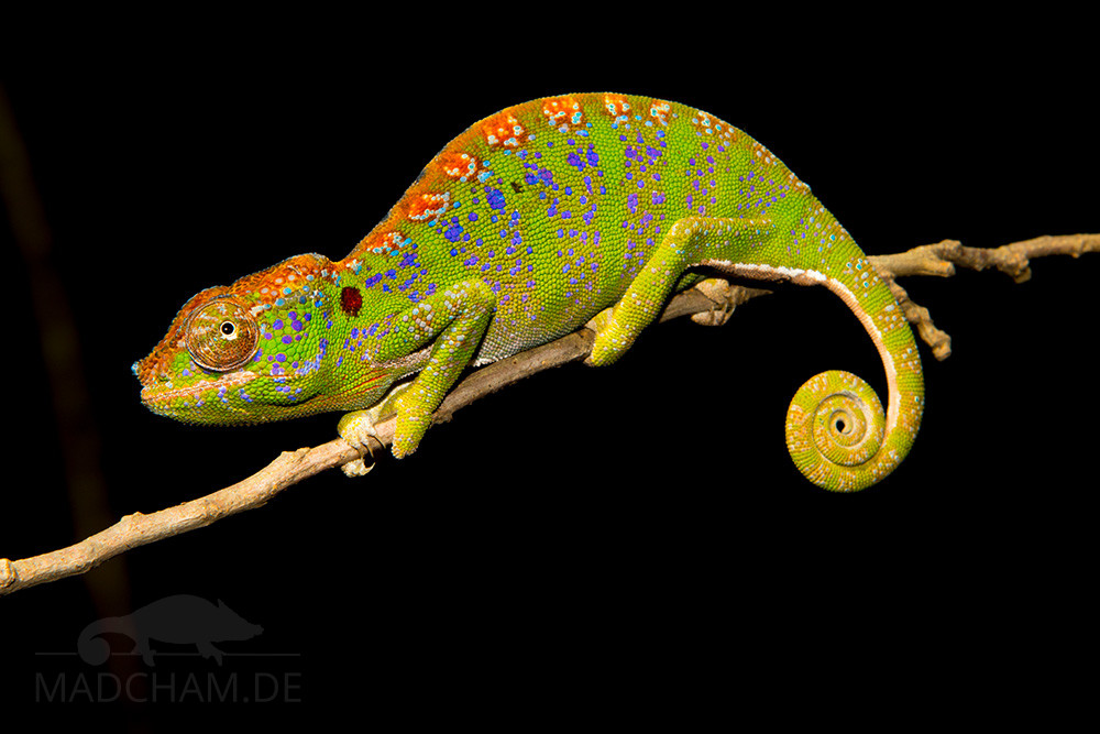 Furcifer labordi
