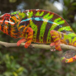 Furcifer-pardalis-Lokalform-Sambava-male-2022-5