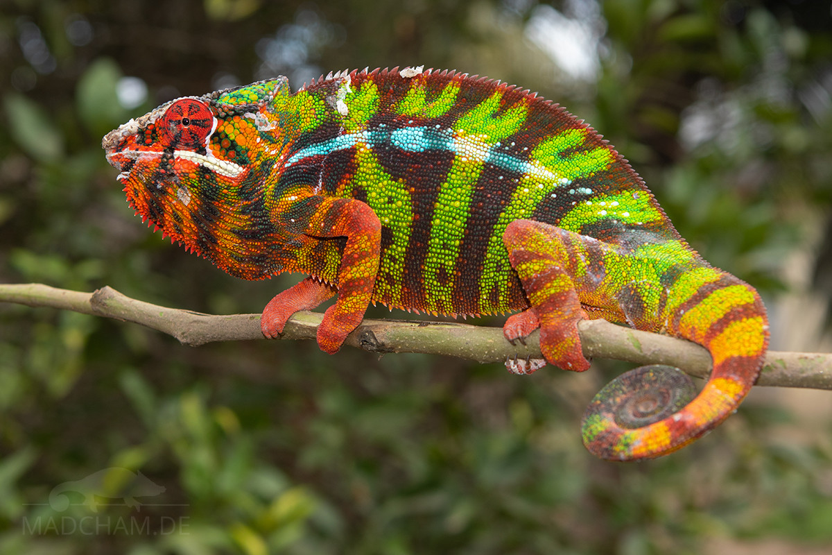 Chameleon pardálí