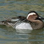 Garganey_(Anas_querquedula)_RWD3
