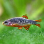 Garnelio-Zierfisch-perlhuhnbaerbling-danio-margaritatus-minifisch