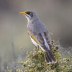 Gelbstirn_Schwatzvogel
