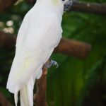 Gelbwangenkakadu_8559