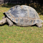 Geochelone_nigra_Zoo_Praha_2011-2