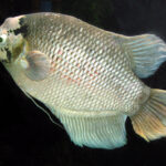 Giant.gourami.arp