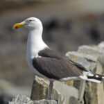 Great_Black-backed_Gull_Larus_marinus