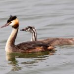 Great_Crested_Grebe_(Podiceps_cristatus)_(14)