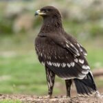 Greater_Spotted_Eagle