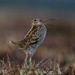 Greatsnipe_1000_(cropped)