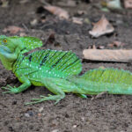 Green_Basilisk,_Alajuela,_Costa_Rica