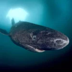Žralok malohlavý Greenland-shark-ice-Lancaster-Sound-Baffin-Island.jpg