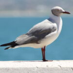 Grey-headed_gull_(15540990716)