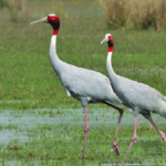 Grus-antigone-antigone-Source-Wikipedia-http-wwwenwikipediaorg