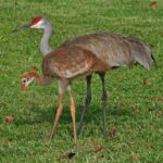 Grus_canadensis