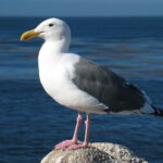 Gull_ca_usa
