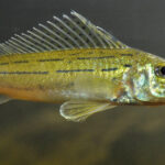 Gymnocephalus_schraetser_Jezdik_zluty_03