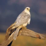 Gyrfalcon.jpg