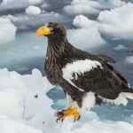 Haliaeetus_pelagicus_(Rausu,_Japan)